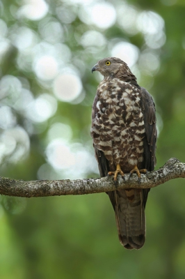 Denk nog regelmatig terug aan de dag, dat ik een prachtige ontmoeting had met de wespendief.
Het was al een topdrukte aan vogels, maar dat veranderde snel toen deze roofvogel een kijkje kwam nemen. Genieten!