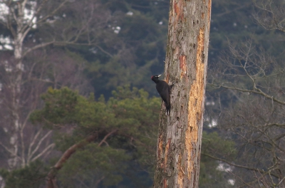 <i class='fa fa-user'></i> sieb |   Zwarte Specht  <i class='fa fa-eye'> 472</i>  <i class='fa fa-thumbs-up'> 4</i>   <i class='fa fa-comment-o'> 13</i>