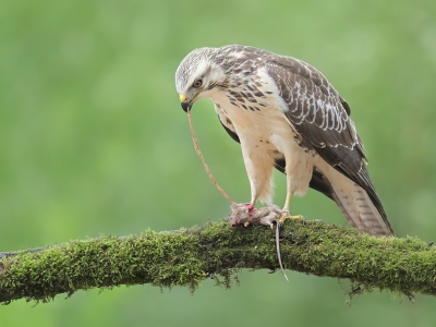 <i class='fa fa-user'></i> thijsglastra |   Buizerd  <i class='fa fa-eye'> 317</i>  <i class='fa fa-thumbs-up'> 13</i>   <i class='fa fa-comment-o'> 17</i>