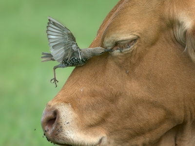 <i class='fa fa-user'></i> anevanrees |   Spreeuw  <i class='fa fa-eye'> 499</i>  <i class='fa fa-thumbs-up'> 18</i>   <i class='fa fa-comment-o'> 19</i>