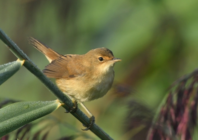 <i class='fa fa-user'></i> Ruud Scherpenisse |   Kleine Karekiet  <i class='fa fa-eye'> 243</i>  <i class='fa fa-thumbs-up'> 1</i>   <i class='fa fa-comment-o'> 3</i>