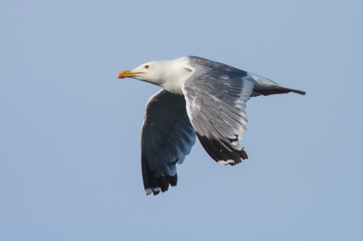 <i class='fa fa-user'></i> Michiel Janssen |   Vegameeuw  <i class='fa fa-eye'> 189</i>   <i class='fa fa-comment-o'> 3</i>