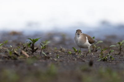 Oeverlopers (en een aantal groenpootruiters) kwamen op een metertje of 4-5 langs mn lens lopen... de uurtjes onder een camonet liggen was het meer dan waard. 


Mochten jullie de foto mooi vinden check dan ook mijn instagram account @wesselmosch.