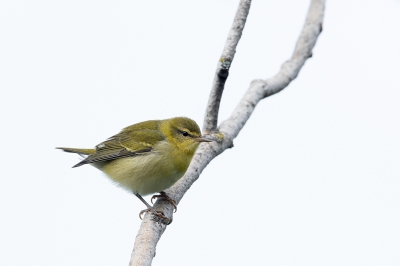 <i class='fa fa-user'></i> jan Luit |   Tennesseezanger  <i class='fa fa-eye'> 166</i>   <i class='fa fa-comment-o'> 0</i>