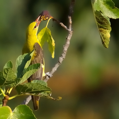 De Wielewalen doen zich tegoed aan de vijgen in de tuin van de buurman..