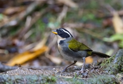 <i class='fa fa-user'></i> charlysax |   So-Paulostruikgors  <i class='fa fa-eye'> 150</i>  <i class='fa fa-thumbs-up'> 1</i>   <i class='fa fa-comment-o'> 2</i>