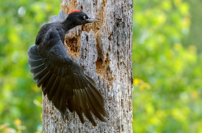 <i class='fa fa-user'></i> FransvanBoxtel |   Zwarte Specht  <i class='fa fa-eye'> 373</i>   <i class='fa fa-comment-o'> 4</i>