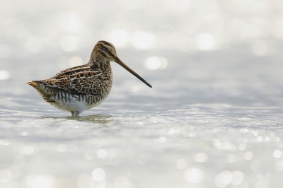 <i class='fa fa-user'></i> Rob Belterman |   Watersnip  <i class='fa fa-eye'> 305</i>  <i class='fa fa-thumbs-up'> 12</i>   <i class='fa fa-comment-o'> 13</i>