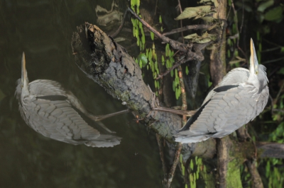 Heel veel geluk van dichtbij foto gemaakt. Normaal op 50 meter afstand vliegt die vogel al weg maar vandaag oog in oog op 5 meter afstand.