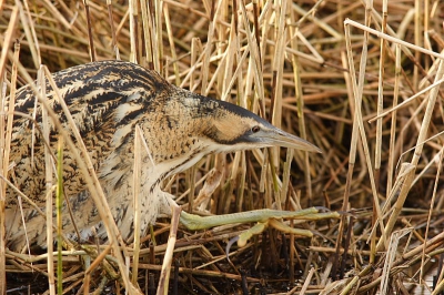 Op stap met een roerdomp, lekker sluipen door het riet.......