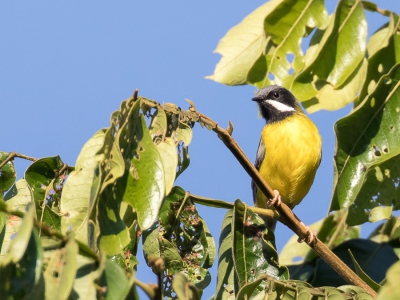 <i class='fa fa-user'></i> Paul van Giersbergen |   Zwartkeelapalis  <i class='fa fa-eye'> 166</i>   <i class='fa fa-comment-o'> 0</i>