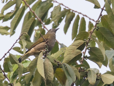 <i class='fa fa-user'></i> Paul van Giersbergen |   Witstaartbuulbuul  <i class='fa fa-eye'> 158</i>   <i class='fa fa-comment-o'> 0</i>