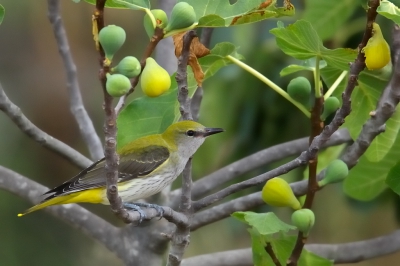 Er zit een familie wielewalen in de tuin van de buurman. Hier komt een juveniele wielewaal zich even tonen in de vijgeboom.