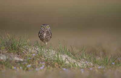 <i class='fa fa-user'></i> Hans Overduin |   Holenuil  <i class='fa fa-eye'> 340</i>  <i class='fa fa-thumbs-up'> 12</i>   <i class='fa fa-comment-o'> 9</i>