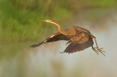 <i class='fa fa-user'></i> Ton Dpp |   Purperreiger  <i class='fa fa-eye'> 409</i>  <i class='fa fa-thumbs-up'> 10</i>   <i class='fa fa-comment-o'> 11</i>