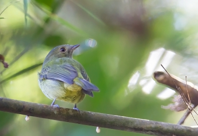 <i class='fa fa-user'></i> charlysax |   Pinto's Tiranmanakin  <i class='fa fa-eye'> 127</i>   <i class='fa fa-comment-o'> 1</i>