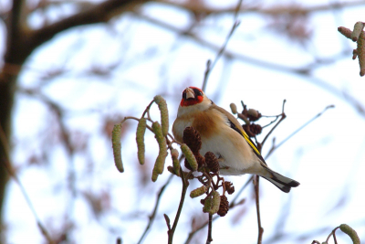 1/ 180 sec 200mm F5.6 2xtele geflitst. Mijn eerste putter.