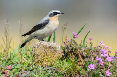 <i class='fa fa-user'></i> FransvanBoxtel |   Tapuit  <i class='fa fa-eye'> 430</i>  <i class='fa fa-thumbs-up'> 17</i>   <i class='fa fa-comment-o'> 9</i>