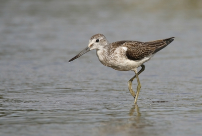 <i class='fa fa-user'></i> Gejo Wassink |   Groenpootruiter  <i class='fa fa-eye'> 260</i>   <i class='fa fa-comment-o'> 3</i>