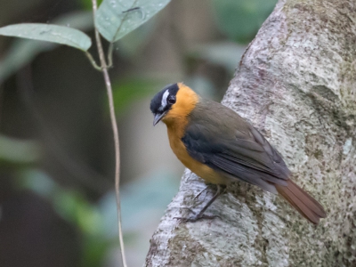 <i class='fa fa-user'></i> Paul van Giersbergen |   Grijsvleugeljanfrederik  <i class='fa fa-eye'> 199</i>   <i class='fa fa-comment-o'> 3</i>