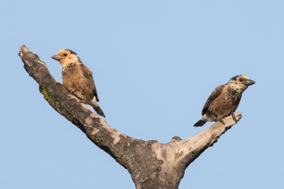 <i class='fa fa-user'></i> Paul van Giersbergen |   Geelkopbaardvogel  <i class='fa fa-eye'> 188</i>   <i class='fa fa-comment-o'> 5</i>