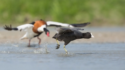 <i class='fa fa-user'></i> keesvanderklauw |   Meerkoet  <i class='fa fa-eye'> 288</i>  <i class='fa fa-thumbs-up'> 7</i>   <i class='fa fa-comment-o'> 13</i>