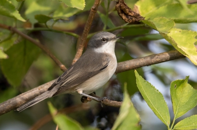 <i class='fa fa-user'></i> loek van de Leur |   Braamsluiper  <i class='fa fa-eye'> 253</i>  <i class='fa fa-thumbs-up'> 2</i>   <i class='fa fa-comment-o'> 4</i>