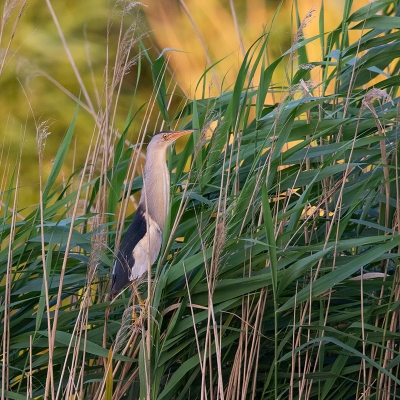 <i class='fa fa-user'></i> Peter Soer |   Woudaap  <i class='fa fa-eye'> 364</i>  <i class='fa fa-thumbs-up'> 1</i>   <i class='fa fa-comment-o'> 7</i>