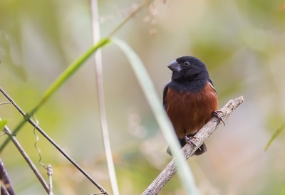 <i class='fa fa-user'></i> charlysax |   Zwartkopzaadkraker  <i class='fa fa-eye'> 166</i>   <i class='fa fa-comment-o'> 5</i>