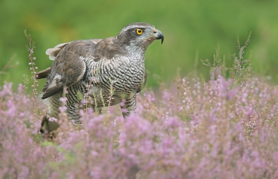 <i class='fa fa-user'></i> thijsglastra |   Havik  <i class='fa fa-eye'> 610</i>  <i class='fa fa-thumbs-up'> 16</i>   <i class='fa fa-comment-o'> 21</i>