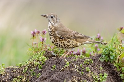 <i class='fa fa-user'></i> FransvanBoxtel |   Grote Lijster  <i class='fa fa-eye'> 392</i>  <i class='fa fa-thumbs-up'> 4</i>   <i class='fa fa-comment-o'> 9</i>