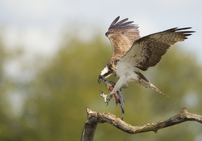 <i class='fa fa-user'></i> natuurflits |   Visarend  <i class='fa fa-eye'> 610</i>  <i class='fa fa-thumbs-up'> 20</i>   <i class='fa fa-comment-o'> 9</i>