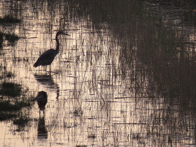 <i class='fa fa-user'></i> sieb |   Reuzenreiger  <i class='fa fa-eye'> 240</i>  <i class='fa fa-thumbs-up'> 4</i>   <i class='fa fa-comment-o'> 15</i>