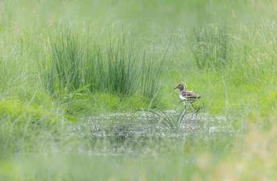 <i class='fa fa-user'></i> Rob wijn |   Scholekster  <i class='fa fa-eye'> 314</i>  <i class='fa fa-thumbs-up'> 8</i>   <i class='fa fa-comment-o'> 12</i>