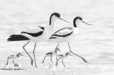 <i class='fa fa-user'></i> Wil Doorn-Meijne |   Kluut  <i class='fa fa-eye'> 418</i>  <i class='fa fa-thumbs-up'> 12</i>   <i class='fa fa-comment-o'> 19</i>