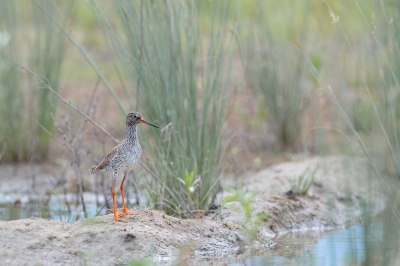 <i class='fa fa-user'></i> Hans Overduin |   Tureluur  <i class='fa fa-eye'> 324</i>  <i class='fa fa-thumbs-up'> 6</i>   <i class='fa fa-comment-o'> 11</i>