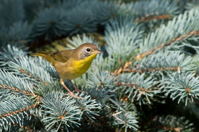 <i class='fa fa-user'></i> jan Luit |   Gewone Maskerzanger  <i class='fa fa-eye'> 186</i>   <i class='fa fa-comment-o'> 2</i>