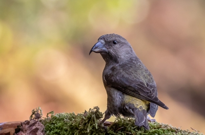 In de nog droge periode in juli was het een komen en gaan van dorstige bosvogels waaronder deze prachtige kruisbek.