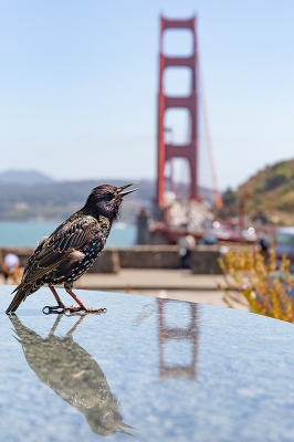 Bij de Golden Gate Bridge zat deze Spreeuw uit volle borst te zingen tussen de hele hordes toeristen. Niemand had oog voor hem maar ik wel want de compositie kwam in mijn ogen prachtig naar voren. De Spreeuw vond die plotselinge aandacht toch wel wat griezelig en hij trippelde verder naar een iets minder fotogenieke plek. Ik kreeg dus maar 1 kans voor een foto. Deze, en ik ben heel benieuwd wat jullie ervan vinden.