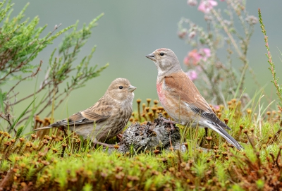 <i class='fa fa-user'></i> FransvanBoxtel |   Kneu  <i class='fa fa-eye'> 385</i>  <i class='fa fa-thumbs-up'> 6</i>   <i class='fa fa-comment-o'> 8</i>