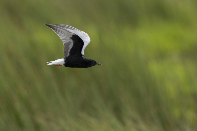 <i class='fa fa-user'></i> Peter Soer |   Witvleugelstern  <i class='fa fa-eye'> 294</i>   <i class='fa fa-comment-o'> 3</i>