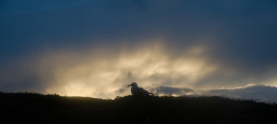 <i class='fa fa-user'></i> Eef Kieft |   Zilvermeeuw  <i class='fa fa-eye'> 268</i>  <i class='fa fa-thumbs-up'> 6</i>   <i class='fa fa-comment-o'> 7</i>