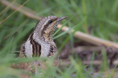 <i class='fa fa-user'></i> Vincent Vuik |   Draaihals  <i class='fa fa-eye'> 404</i>  <i class='fa fa-thumbs-up'> 3</i>   <i class='fa fa-comment-o'> 11</i>