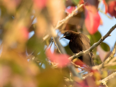 <i class='fa fa-user'></i> Paul van Giersbergen |   Groenkeelhoningzuiger  <i class='fa fa-eye'> 199</i>   <i class='fa fa-comment-o'> 2</i>