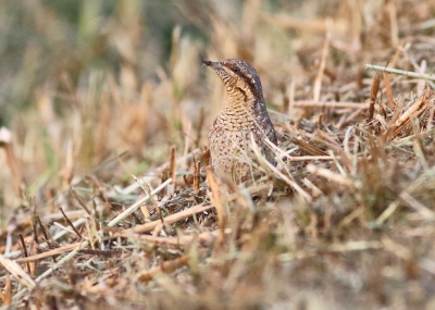 Deze vogel was niet schuw: voor wandelaars en fietsers op plm. 2 meter  gaf hij/zij het foerageren niet op