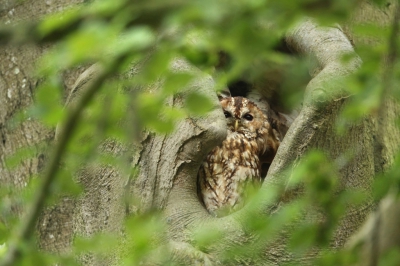 In augustus had ik een wandeling gemaakt in Vogelenzang.
En tot mijn grote verbazing zag ik een bosuil zitten in de holte van een boom.
Ben hier al vaker langsgelopen, maar had er nog nooit n gezien.
Heb uiteindelijk gezocht naar een doorkijkje tussen de takken en bladeren met dit als resultaat.