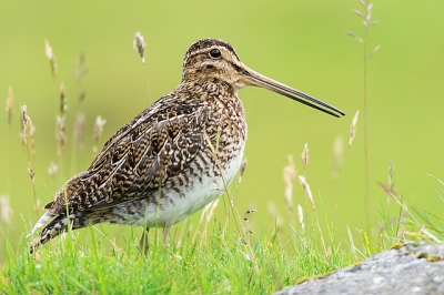 Tijdens onze rondrit in IJsland een veel geziene vogel, maar niet eenvoudig te benaderen. Dit exemplaar zat in een weiland en na enige moeite kon ik dichtbij komen.