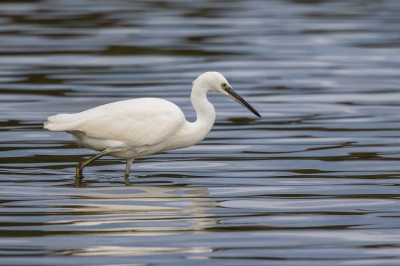 <i class='fa fa-user'></i> Peter Soer |   Kleine Zilverreiger  <i class='fa fa-eye'> 214</i>   <i class='fa fa-comment-o'> 3</i>