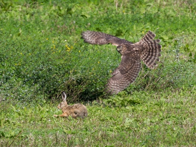 <i class='fa fa-user'></i> Ben_Cretskens |   Havik  <i class='fa fa-eye'> 606</i>  <i class='fa fa-thumbs-up'> 2</i>   <i class='fa fa-comment-o'> 7</i>