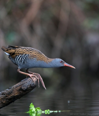 This picture was taken during a project this year, in which I took close-up images of the water rail with electronic shutter using Micro Four Thirds technology IN the water.